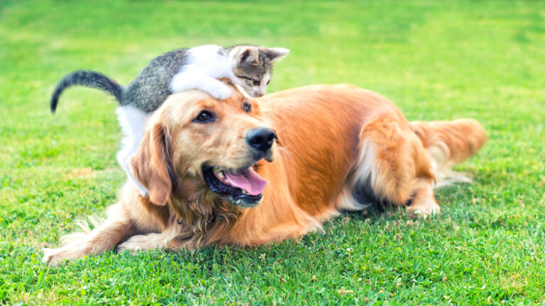 Pet Custody in a Divorce in Louisville Who Gets to Keep