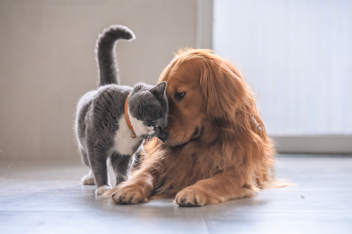 How is a Beloved Pet Handled in a Louisville Divorce - Custody of a Pet